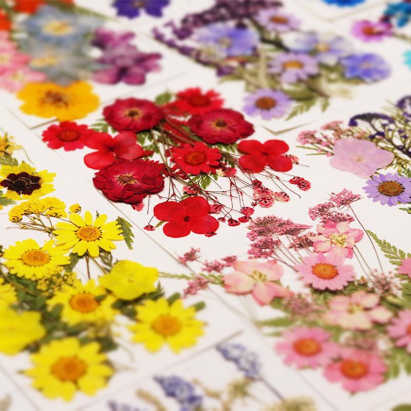 Gerçek Doğal Preslenmiş Kurutu - Flower Preservation Resin incelemesi ve fiyatı